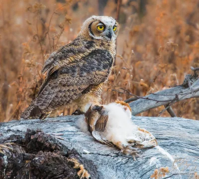 cheeseandonion - >A juvenile great horned owl gripping a freshly caught barn owl chic...