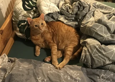 MamDobreGeny - Ja - szykuję się do pracy
Kotek - szykuje się na drugą rundę spania
#k...