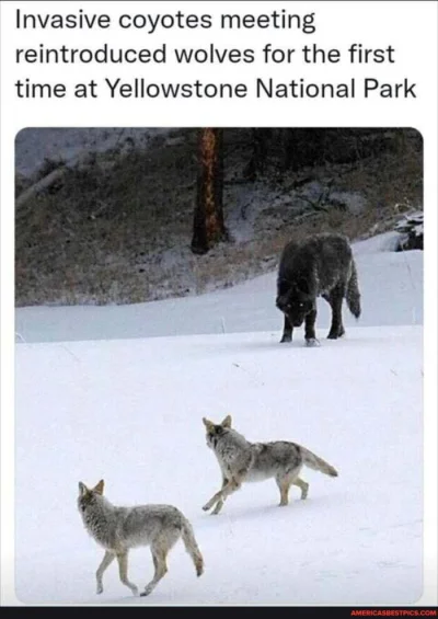 GraveDigger - Powrót wilków do Yellowstone.
#zwierzaczki #wilk #wilki