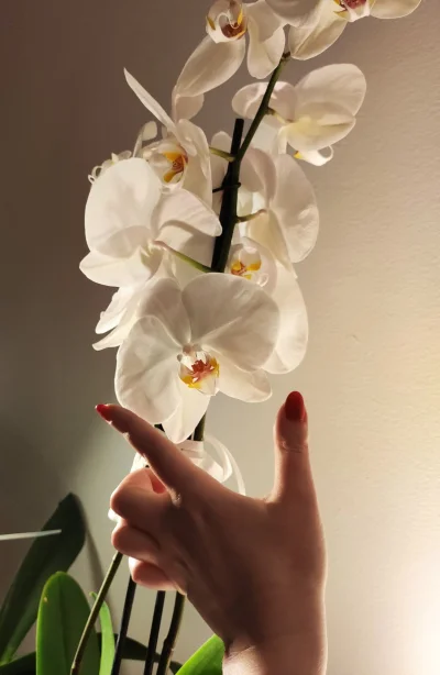 LetticeDeVries - Ale duży (ʘ‿ʘ) Prawie wielkości mojej dłoni niektóre kwiaty. Szkoda,...
