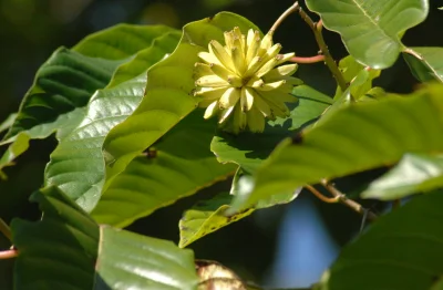 powsinogaszszlaja - W skrócie. Camptotheca acuminata, drzewo należące do błotniowatyc...