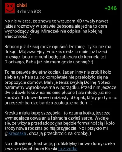 Przegrywrokuidekady - @Przegrywrokuidekady ten kot już 4 tydzień na ostatni tydzień w...