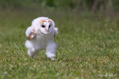 cheeseandonion - https://petapixel.com/2021/10/25/photographer-captures-baby-barn-owl...