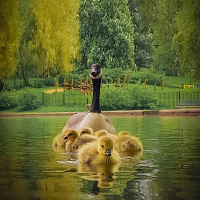lebele - Rodzina gęsi w parku koło mojego domu

#fotografia #boysinbristol #zwierza...
