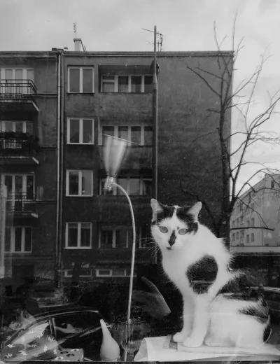 fotograf_codzienny - Chciałem tylko zdjęcie kotka w oknie. Dopiero później gdy się pr...