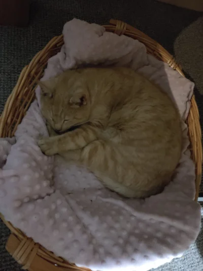 Sylwunia - Nowe spanko dla rudzielca zaakceptowane (ʘ‿ʘ)
#koty #pokazkota