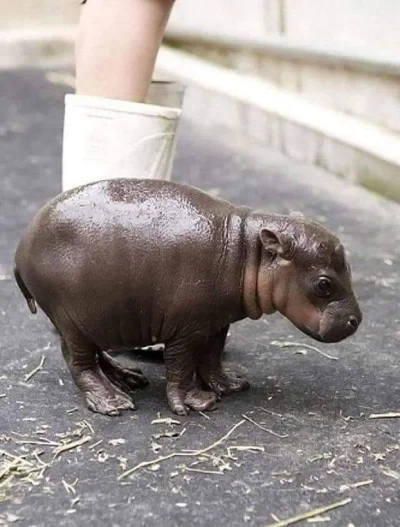 GraveDigger - Malutki hipopotam karłowaty, mniejszy od kalosza ( ͡° ͜ʖ ͡°)
#zwierzac...
