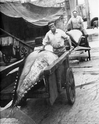 wfyokyga - Chłop z giga rybom, Włochy lata 50.