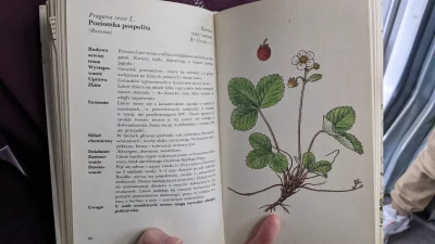 voliereen - Kupiłam sobie kolejną książkę botaniczną z super ilustracjami na targu st...