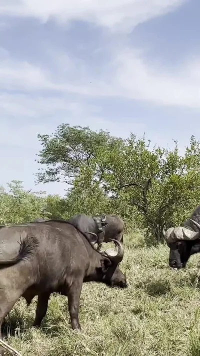cheeseandonion - >Ending the line of the king - Herd of African Cape Buffaloes brutal...