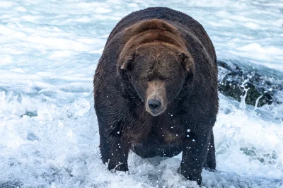 dinkum - Zerknijcie na 747 - tegorocznego zwycięzcę konkursu Fat Bear Week. Szacunkow...