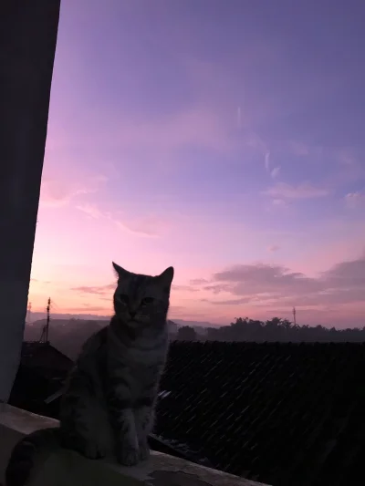 tbhilt - Człowiek, patrz jaki fajny zachód słońca! (｡◕‿‿◕｡)
#pokazkota #kitku #koty