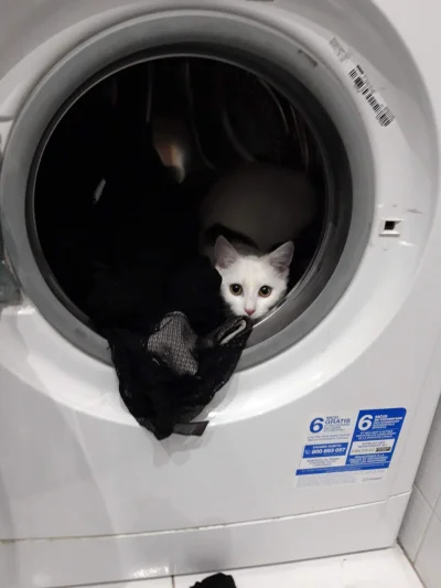 lifapek - Wasz kot też włazi do pralki i tam leży na rzeczach? XD
#kitku #pokazkota