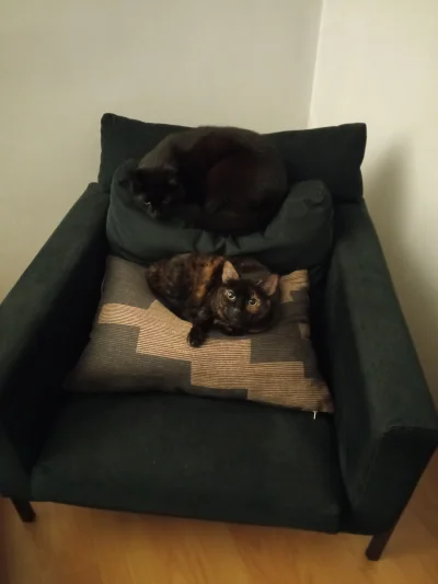 RexFortune - Kiedy siostra zajęła twoją ulubioną poduszkę (・へ・) #koty #pokazkota