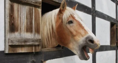 a.....o - Ludzie myślą, że odbędą przeszkolenie z obsługi broni, taktyki, itp. 
Praw...