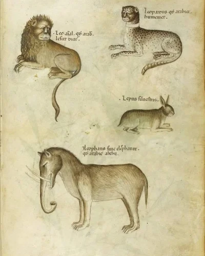 Rancor - #nauka #ciekawostki #biologia #historia #zwierzaczki #przyroda #heheszki 

...