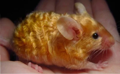 Borealny - Złotowłosa myszka
