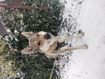 pranko_csv - Skund ten śnieg??
#prankothewolfdog