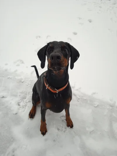 dumnymagazynier - ten pies tak bardzo kocha snieg ze momentami odnosze wrazenie ze sp...