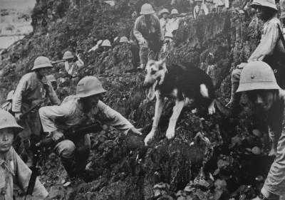 wfyokyga - Japońscy żołnierze z psem na granicy birmańsko-chińskiej, 1942.
#nocnewoj...