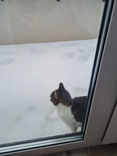 girldoma - Kitku nie rozumie że jest zimno i nie może pobiegać po balkonie do sąsiadk...