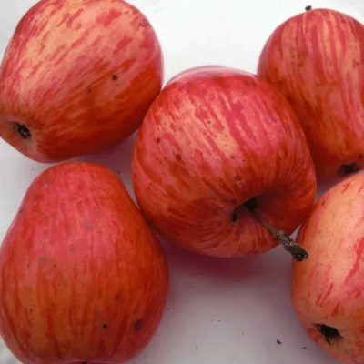 MateuszSobierajRIGCz - Nazwa gatunkowa: Jabłoń domowa (Malus domestica Borkh.).

 
...