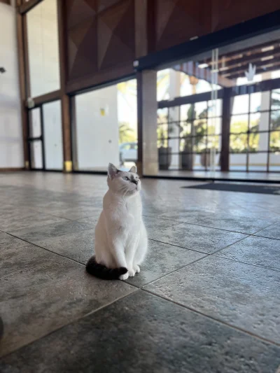 Rabusek - Ładny kotek przyszedł się check-inować do hotelu i nikt nie raczy go obsłuż...