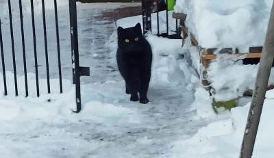 PrzegrywNaZawsze - Byłam z Czarkiem na spacerze zimowym i spotkaliśmy takiego kotka. ...