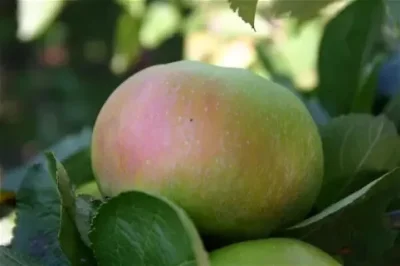 MateuszSobierajRIGCz - Nazwa gatunkowa: Jabłoń domowa (Malus domestica Borkh.).

Na...