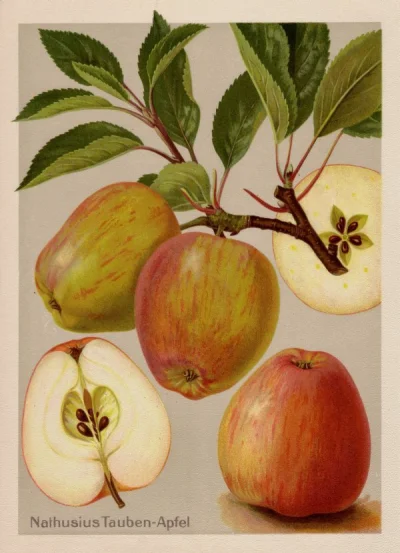 MateuszSobierajRIGCz - Nazwa gatunkowa: Jabłoń domowa (Malus domestica Borkh.).


...
