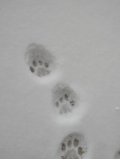 Klepajro - Śnieżny koczkodan hej
#koty #kapitanbomba