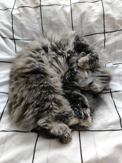 dnasstorm - #koty #pokazkota

Kitku na łóżku