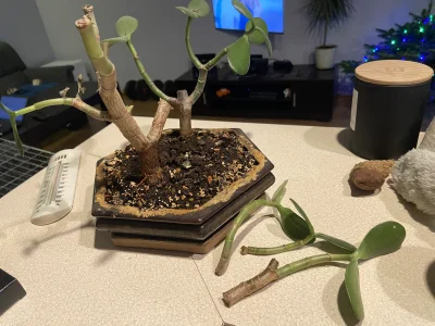 gralusek - Cześć, mam tego bonsaia od ponad roku, podlewam średnio 2 razy w tygodniu ...