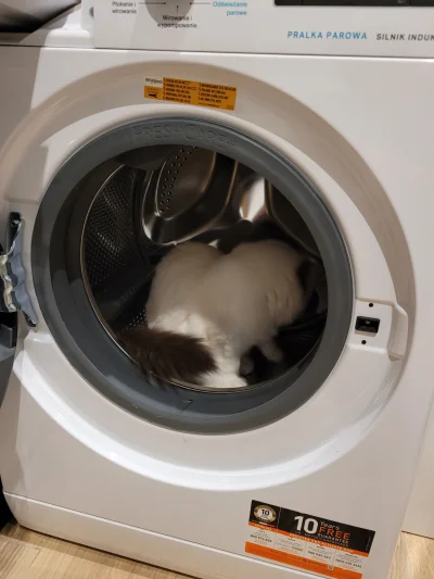 sayda - 10 plusów i wstawiam pranie ( ͡° ͜ʖ ͡°)

#koty #pokazkota #ragdoll #heheszki
