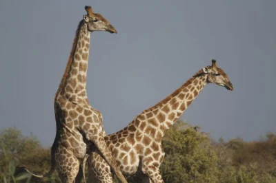 bakalarz - #smiesznypiesek 
Widzieliście kiedyś kopulujące żyrafy?
