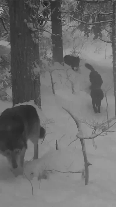cheeseandonion - >Huge wolf pack spotted on trail cam! Location: Trabzon, Turkey.

#w...