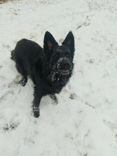 drzewnyzwierz - Pies zdziwiony, że śnieg pada ( ͡° ͜ʖ ͡°) #pies #pokazpsa #smiesznypi...