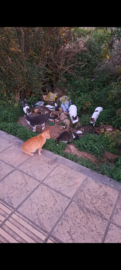 Pan_Orama - Dokarmianie biedaczkow z ulicy w Grecji - naliczyłem ok 13 kotów, kupiliś...