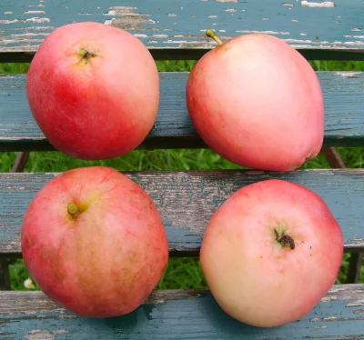 MateuszSobierajRIGCz - Nazwa gatunkowa: Jabłoń domowa (Malus domestica Borkh.).


...