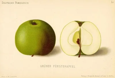 MateuszSobierajRIGCz - Nazwa gatunkowa: Jabłoń domowa (Malus domestica Borkh.).


...