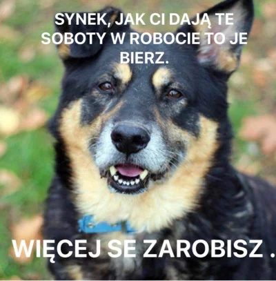 curiousboi - Schroniska zagrozone:
 wszystkie laski udostepniaja pieski kotki chlip c...