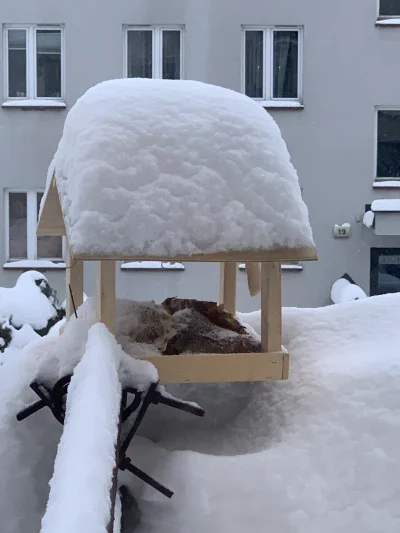 niewidzialnywszechmogacy - Hej Mirki, zrobiłem taki o to karmnik 2 tygodnie, jest sło...