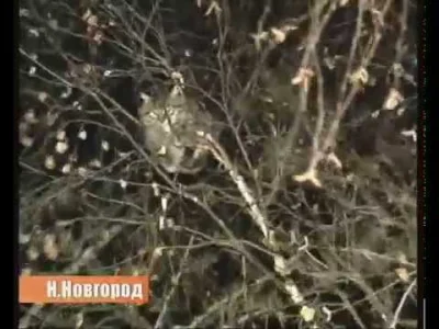 Jossarian - @spoxman: Dla porównania bardzo typowo rosyjskie "ratowanie" kota z drzew...