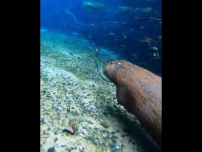 Arstotzkaball - Kapibara pływa 
#kapibara #smiesznypiesek #zwierzeta #zwierzaczki #k...
