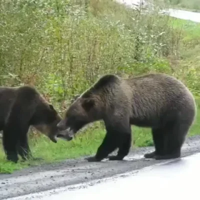 cheeseandonion - >Two Grizzly Bears fighting on the side of a road in British Columbi...