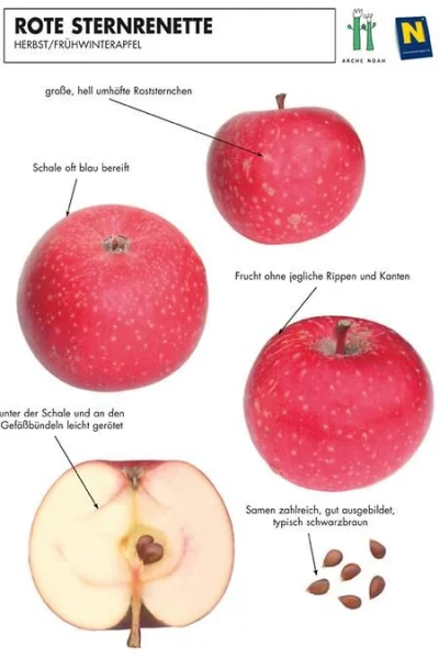 MateuszSobierajRIGCz - Najpierw wstawiam na hejto 
Nazwa gatunkowa: Jabłoń domowa (M...