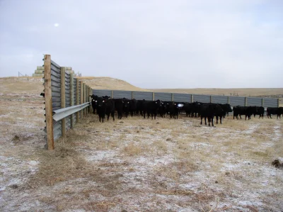 Uqes - @jbcputina: w Kanadzie/Stanach widywałem stada na pastwiskach w śniegu i grubo...