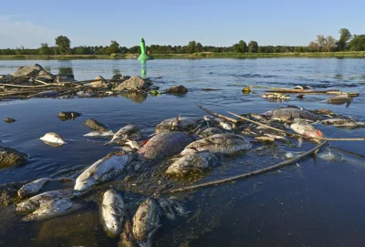 Nieboty - Ej co tak cicho z tą Odrą? Czyżby PISowi znowu udało się przykryć ogromną a...