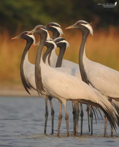 Lifelike - Żuraw stepowy (Grus virgo)
Autor
#photoexplorer #fotografia #ornitologia...