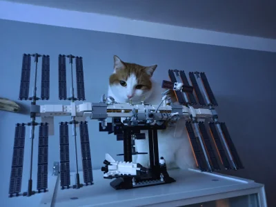 M_longer - Rudolf znowu próbuje lecieć na ISS.

#lego #pokazkota #dobrywieczor #kot